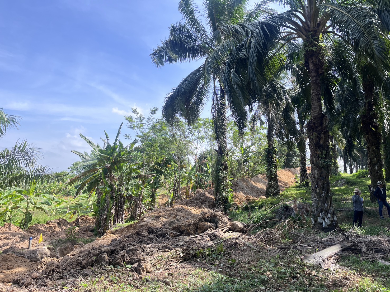 title - ส.ป.ก.กระบี่ ลงพื้นที่ติดตามความก้าวหน้าและแก้ไขปัญหาการดำเนินการจัดสรรที่ดินทำกินและระบบโครงสร้างพื้นฐานในพื้นที่ คทช. แปลงหมายเลข 602 และ 603